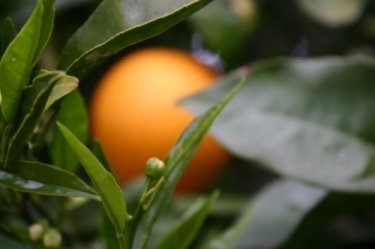 Sizilien - Orangenbaum