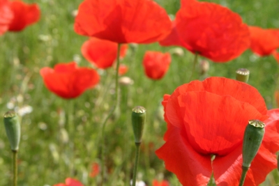 Mohn - (c) sheepish.de