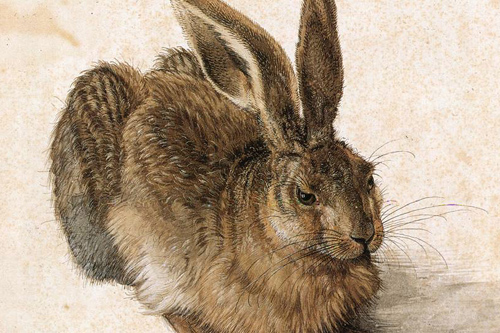 Dürers „Junger Hase“