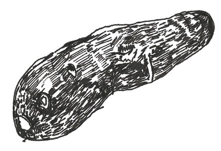 schwarzwurz-2